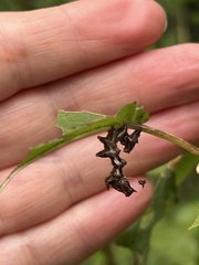 Harrisimemna trisignata