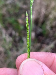 Eriochloa pseudoacrotricha