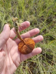 Cortinarius croceus