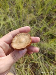 Cortinarius croceus