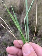 Eriochloa pseudoacrotricha