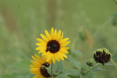 Acmaeodera disjuncta
