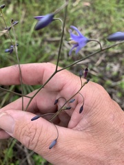Dianella rara