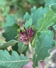 Andricus grossulariae