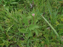 Eupatorium lindleyanum