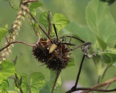 Polistes comanchus navajoe