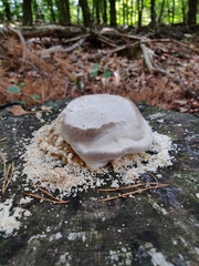 Fomitopsis