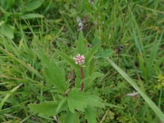 Eupatorium lindleyanum