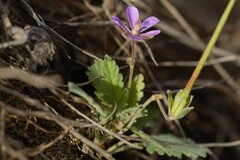 Erodium malacoides