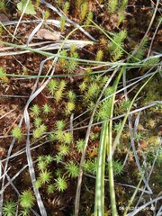Polytrichum strictum