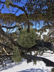 Usnea