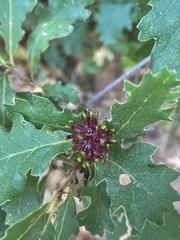 Andricus grossulariae