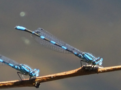 Enallagma carunculatum