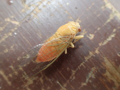 Chremistica ochracea