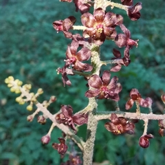 Veratrum nigrum
