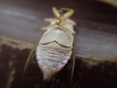 Chremistica ochracea