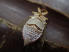 Chremistica ochracea