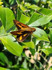 Cephrenes augiades