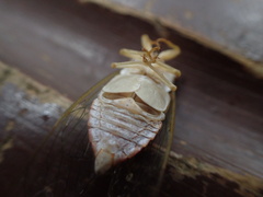 Chremistica ochracea