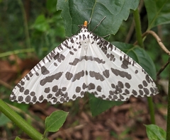 Abraxaphantes perampla