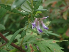 Amphicarpaea edgeworthii