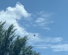 Ictinia mississippiensis