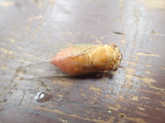 Chremistica ochracea