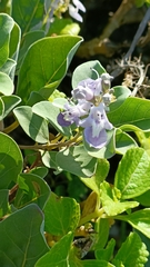 Vitex rotundifolia