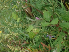 Amphicarpaea edgeworthii