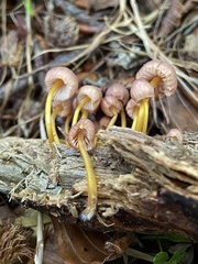Mycena renati