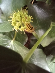 Dolichovespula saxonica