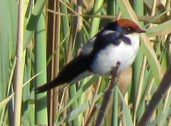 Hirundo smithii smithii