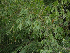 Phyllostachys