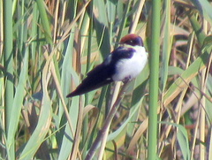 Hirundo smithii smithii