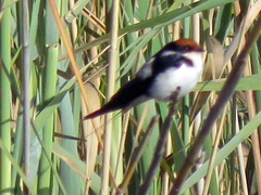 Hirundo smithii smithii