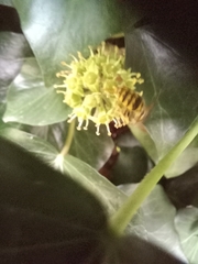 Dolichovespula saxonica