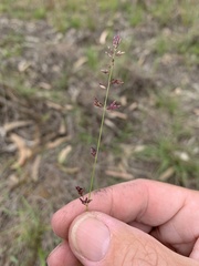 Eragrostis spartinoides