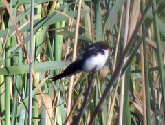 Hirundo smithii smithii