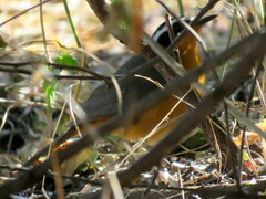 Cossypha heuglini heuglini