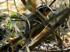 Cossypha heuglini heuglini