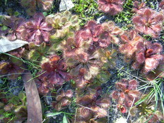 Drosera whittakeri