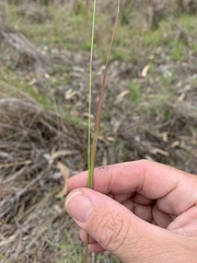 Eragrostis spartinoides