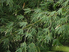 Phyllostachys
