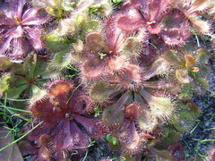 Drosera whittakeri