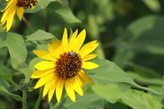 Acmaeodera disjuncta