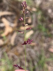 Eragrostis spartinoides