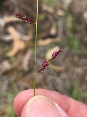 Eragrostis spartinoides