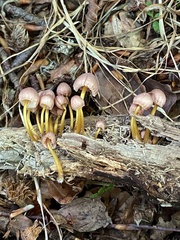 Mycena renati