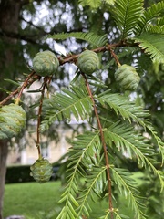 Metasequoia