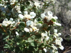 Spyridium parvifolium